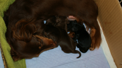 2011.12.22　カニンヘンのオアシスが子犬を出産しました