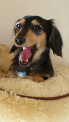 カニンヘン ブラッククリーム チャイ カニンヘン ブラッククリーム チャイ