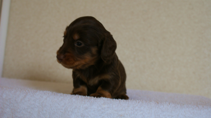 カニンヘンダックス　チョコタン　男の子