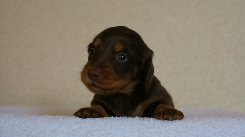 カニンヘンダックス　チョコタン　男の子