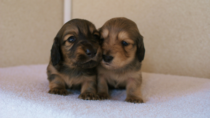 カニンヘンダックス　シューデットクリーム　男の子