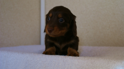 カニンヘンダックス　チョコ＆タン　男の子