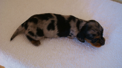 カニンヘンダックス　シルバータンダップル　女の子