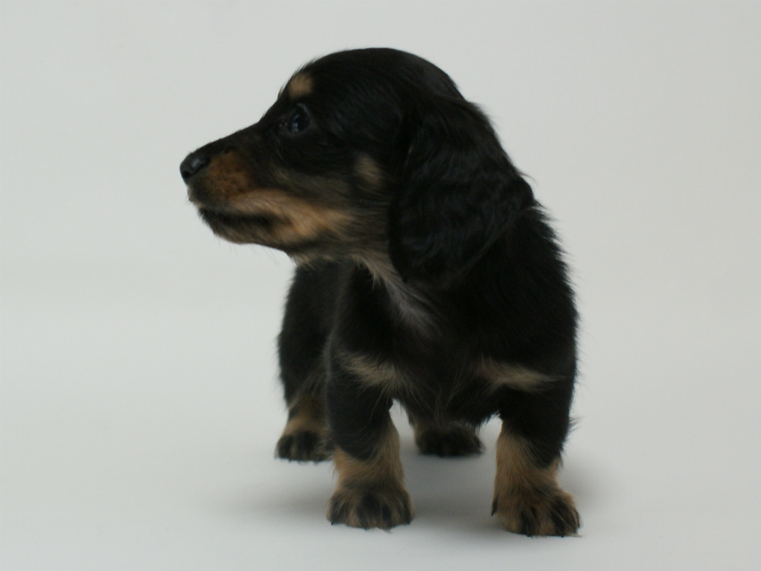 カニンヘン 子犬 ブラック＆クリーム 男の子 しずるの赤ちゃん 11/18生まれ