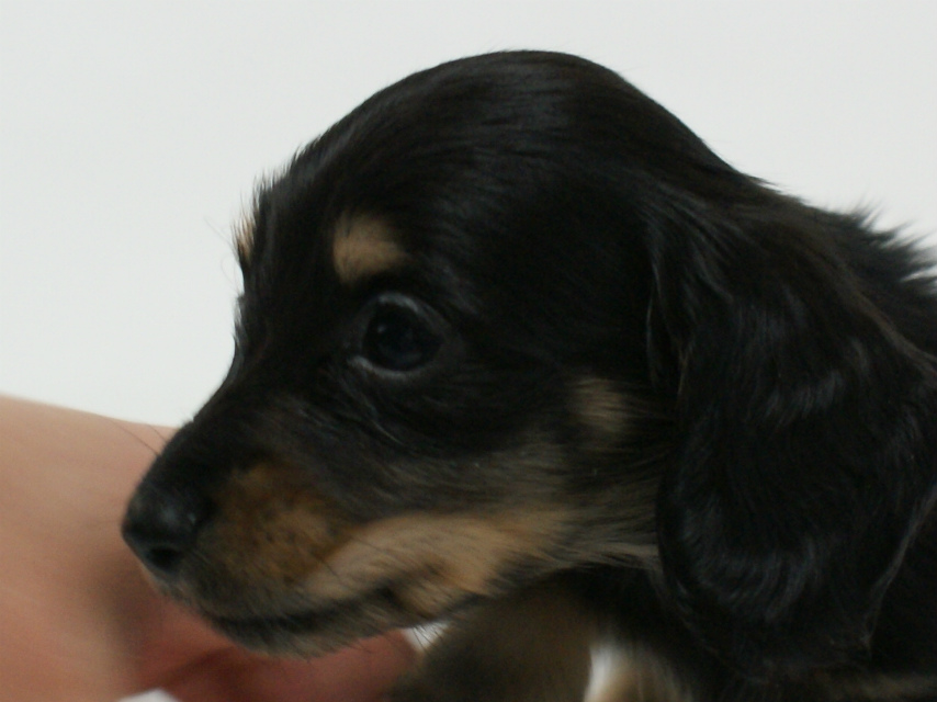 カニンヘン 子犬 ブラック＆クリーム 男の子 しずるの赤ちゃん 11/18生まれ