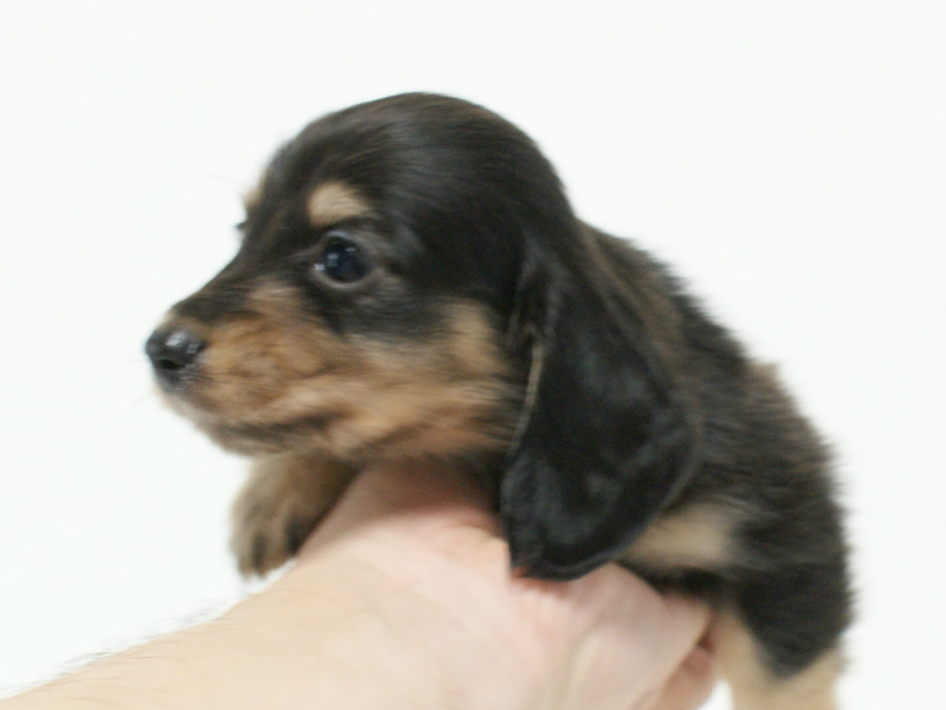 カニンヘン 子犬 ブラック＆クリーム 男の子 しずるの赤ちゃん 11/18生まれ