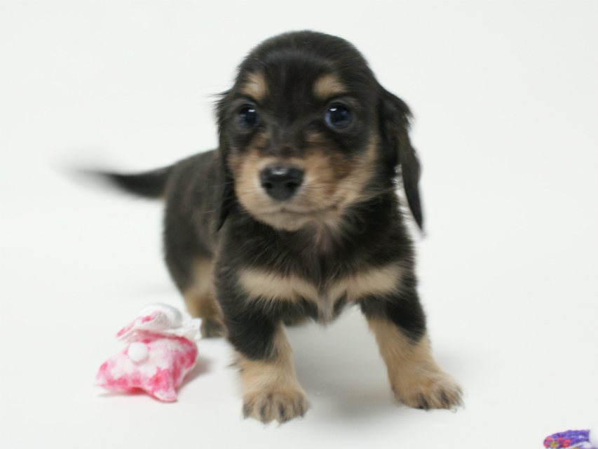 カニンヘン 子犬 ブラック＆クリーム 男の子 しずるの赤ちゃん 11/18生まれ