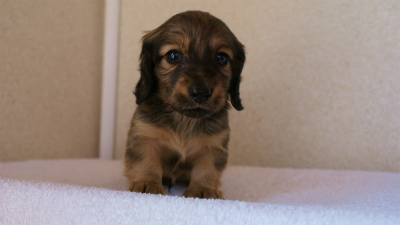 カニンヘンダックスフンド シューデットクリーム 男の子 カニンヘンダックスフンド シューデットクリーム 男の子