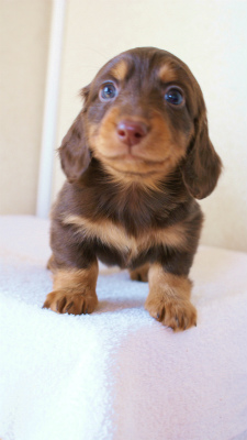 カニンヘンダックスフンド　チョコ＆タン　男の子