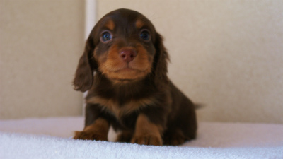 カニンヘンダックスフンド チョコ&タン 男の子 カニンヘンダックスフンド チョコ&タン 男の子