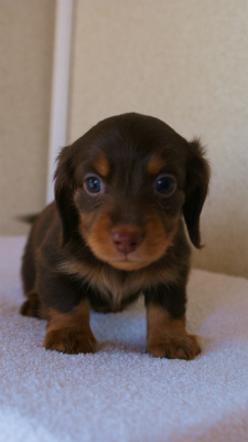 カニンヘンダックスフンド チョコ&タン 男の子 カニンヘンダックスフンド チョコ&タン 男の子
