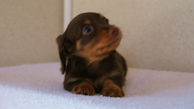 カニンヘンダックスフンド チョコ&タン 男の子 カニンヘンダックスフンド チョコ&タン 男の子