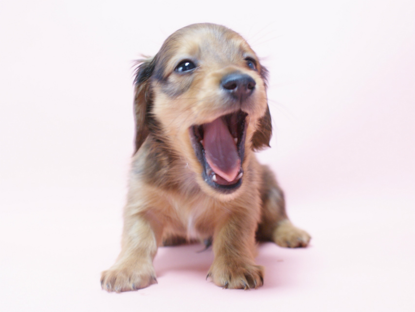 カニンヘン 子犬 シェーデットレット 男の子 ユジンの赤ちゃん 11/16生まれ カニンヘン 子犬 シェーデットレット 男の子 ユジンの赤ちゃん 11/16生まれ