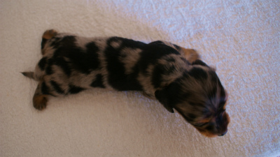 カニンヘンダックスフンド　シルバータンダップル　女の子