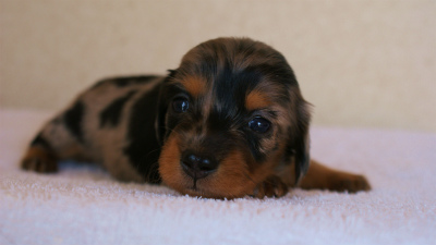 カニンヘンダックスフンド　シルバータンダップル　女の子