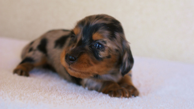 カニンヘンダックスフンド　シルバータンダップル　女の子