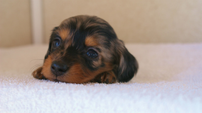 カニンヘンダックス　シルバータンダップル　女の子