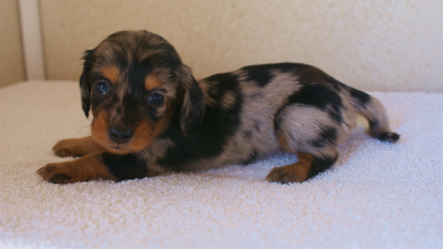 カニンヘンダックス　シルバータンダップル　女の子