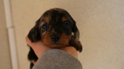 カニンヘンダックス　シルバータンダップル　男の子