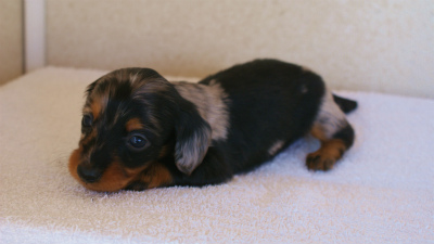 カニンヘンダックス　シルバータンダップル　男の子