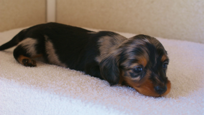 カニンヘンダックス　シルバータンダップル　男の子