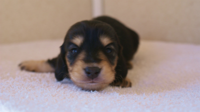 カニンヘンダックス　ブラック＆クリーム　女の子