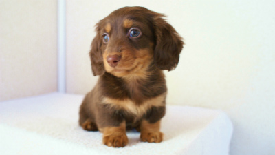 カニンヘンダックス　チョコ＆タン　マッシュ君