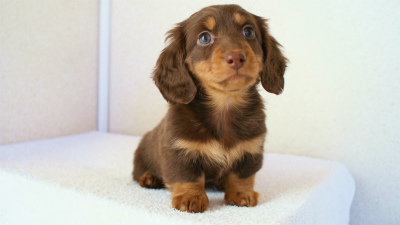 カニンヘンダックス　チョコ＆タン　マッシュ君