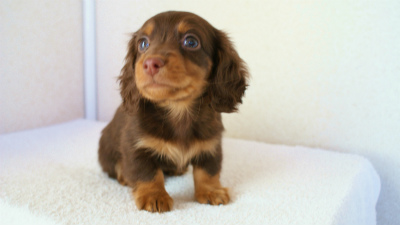 2011.12.22生まれチョコ＆タン男の子