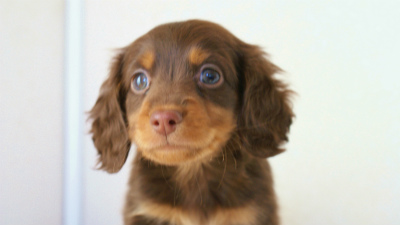 2011.12.22生まれチョコ＆タン男の子