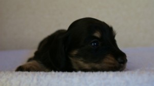 2012.1.24生まれダックスフンド　ブラック＆クリーム男の子