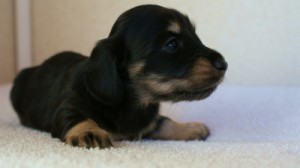 2012.1.24生まれダックスフンド　ブラック＆クリーム男の子