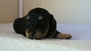 2012.1.24生まれブラック＆クリーム男の子