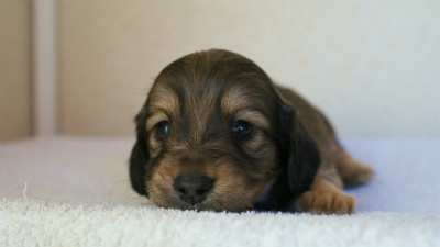 2012.1.26生まれシューデットクリーム男の子 2012.1.26生まれシューデットクリーム男の子