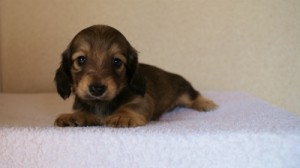 2012.1.24生まれシューデットクリーム男の子