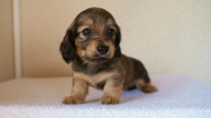 2012.1.24生まれシューデットクリーム男の子