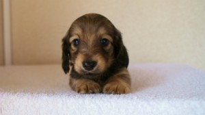 2012.1.24生まれシューデットクリーム男の子