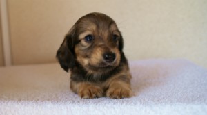 2012.1.24生まれシューデットクリーム男の子