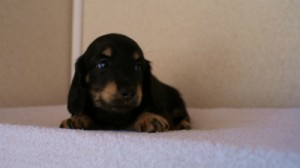 2012.1.24生まれブラック＆クリーム男の子