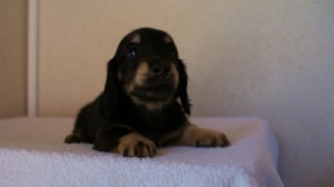 2012.1.24生まれブラック＆クリーム男の子