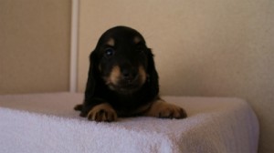 2012.1.24生まれブラック＆クリーム男の子