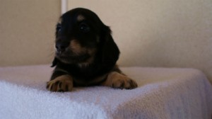 2012.1.24生まれブラック＆クリーム男の子