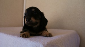 2012.1.24生まれブラック＆クリーム男の子