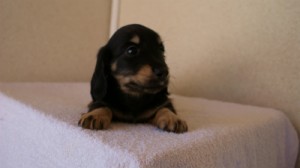 2012.1.24生まれブラック＆クリーム男の子