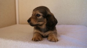 2012.1.24生まれシューデットクリーム男の子