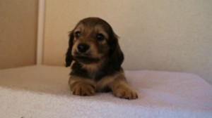 2012.1.24生まれシューデットクリーム男の子