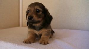 2012.1.24生まれシューデットクリーム男の子