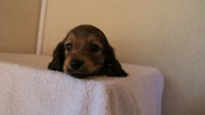 2012.1.24生まれシューデットクリーム男の子