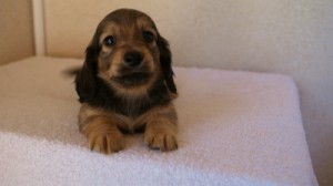 2012.1.24生まれシューデットクリーム男の子