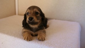 2012.1.24生まれシューデットクリーム男の子